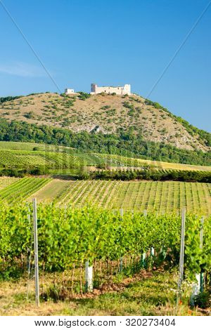vineyards, castle Devicky, Palava, Moravia region, Czech Republic