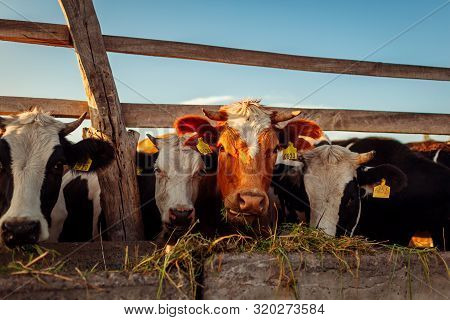 Cows Grazing On Farm Yard At Sunset. Cattle Eating And Walking Outdoors.