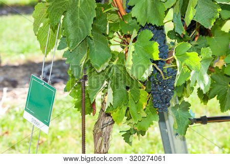 Syrah on the Czech-Austrian border near the village of Hnanice