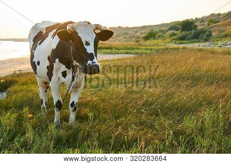 Spotted Cow Grazes In A Meadow Near The Sea
