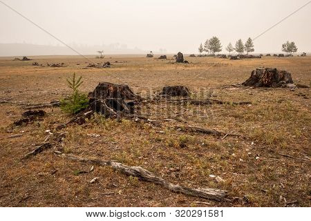 Field With Stumps On A Plot In The Morning In The Fog. Thick Roots Stick Out. A Young Christmas Tree