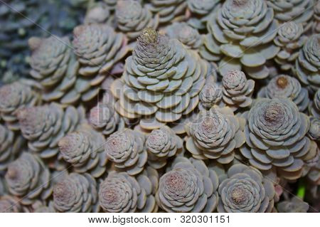 Beautiful Succulents In The Garden In The Summer