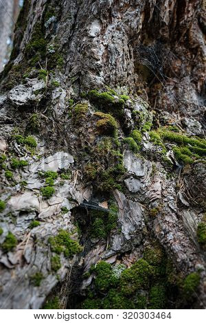 Texture Of Old Tree With Moss In The Forest