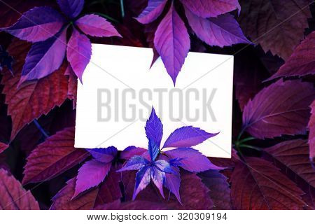 Creative Colored Purple Leaves Layout. Supernatural Concept. Flat Lay, Copy Space, White Card. Ultra