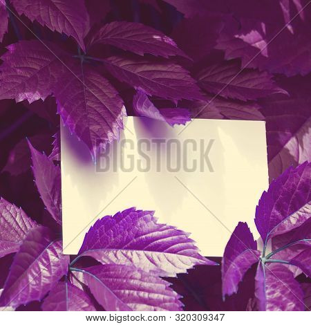 Creative Colored Purple Leaves Layout. Supernatural Concept. Flat Lay, Copy Space, White Card. Ultra