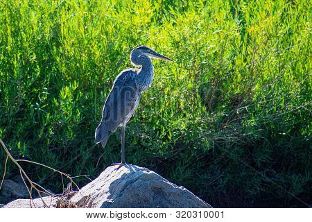 Great Blue Heron Along The Colorado River