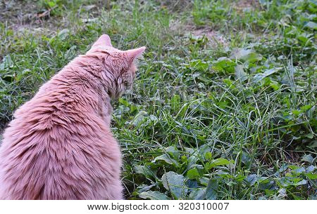 Curious Kitty Has Found Something Interesting In New Hampshire