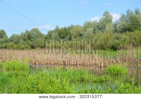 View Of The Swamp On A Sunny Summer Day In Belarusian Polesie.
