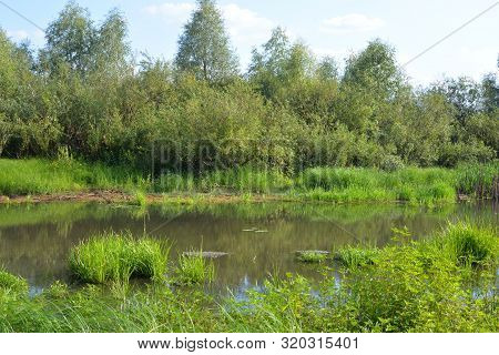 View Of The Swamp On A Sunny Summer Day In Belarusian Polesie.