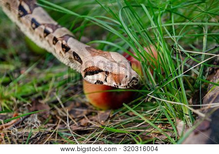 Boa Constrictor Imperator Normal Is Creeping. The Snake Is Coiling. Exotic Animals In A Habitat. The
