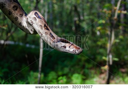 Boa Constrictor Imperator Normal Is Creeping. The Snake Is Coiling. Exotic Animals In A Habitat. The