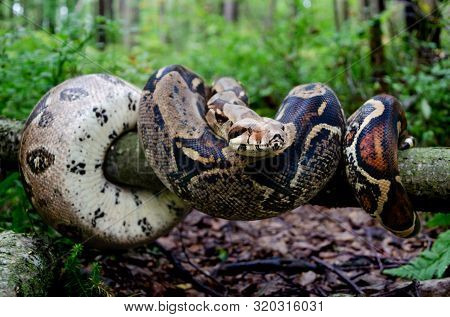 Boa Constrictor Imperator Normal Is Creeping. The Snake Is Coiling. Exotic Animals In A Habitat. The