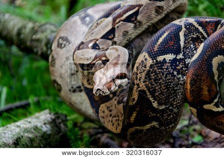 Boa Constrictor Imperator Normal Is Creeping. The Snake Is Coiling. Exotic Animals In A Habitat. The