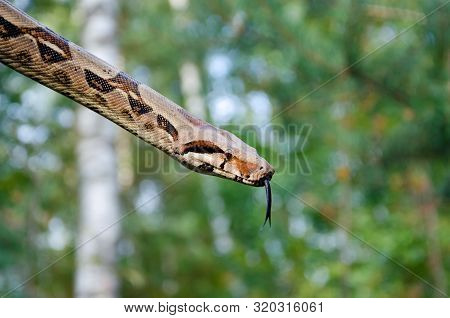 Boa Constrictor Imperator Normal Is Creeping. The Snake Is Coiling. Exotic Animals In A Habitat. The
