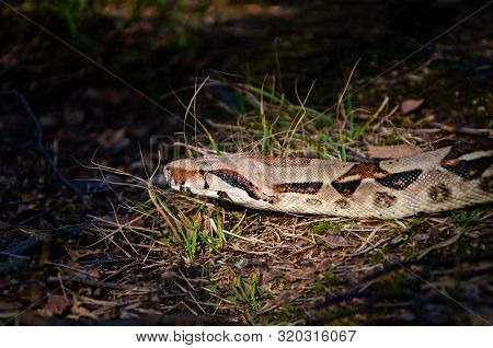Boa Constrictor Imperator Normal Is Creeping. The Snake Is Coiling. Exotic Animals In A Habitat. The