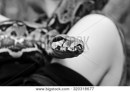 Fearless Girl Is Holding A Snake. Boa Constrictor Imperator Normal Is Creeping. The Snake Is Coiling