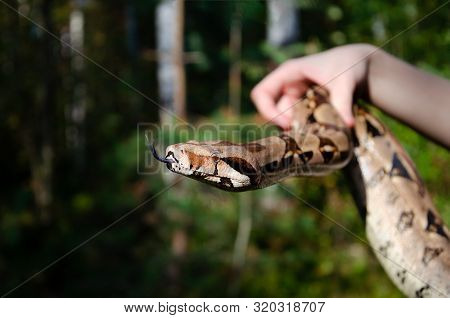 Fearless Girl Is Holding A Snake. Boa Constrictor Imperator Normal Is Creeping. The Snake Is Coiling