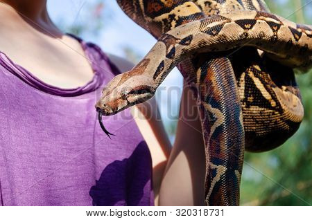Fearless Girl Is Holding A Snake. Boa Constrictor Imperator Normal Is Creeping. The Snake Is Coiling