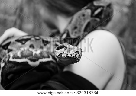 Fearless Girl Is Holding A Snake. Boa Constrictor Imperator Normal Is Creeping. The Snake Is Coiling