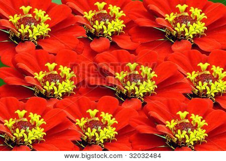 Zinnia blomster (Zinnia sp)