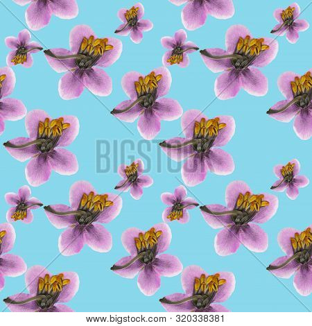 Pyrola. Texture Of Flowers. Seamless Pattern For Continuous Replicate. Floral Background, Photo Coll