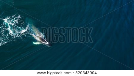 Aerial view of huge humpback whale, Iceland, Europe.