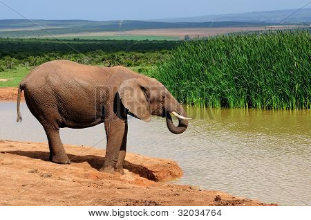 Detalhe da pele de elefante