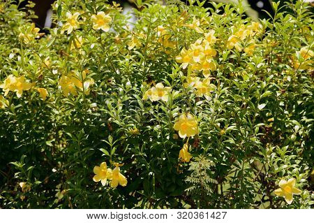 Yellow Alamanda Flowers (allamanda Cathartica) Blooming In A Tropical Garden
