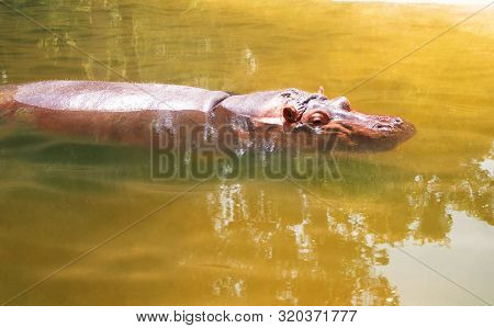Close-up Of Hippopotamus (hippopotamus Amphibius) Or Hippo Floating On The Water