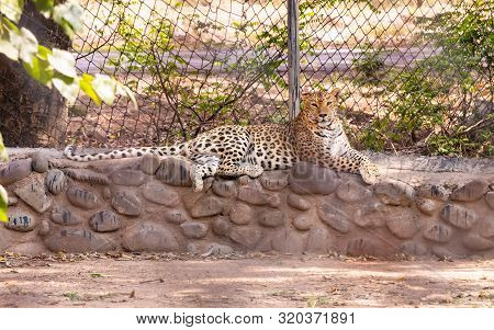 Front View Of Indian Leopard Sitting Peacefully In The Cave On The Small Wall At Chhatbir Zoo, India