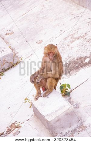Hamadryas Baboon Sitting On The Stone. Wildlife Animal