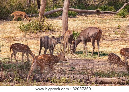Herd Of Barasingha Or Swamp Deer Standing And Grazing. Wildlife Photography