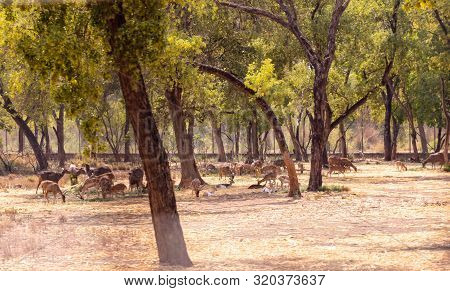 Herd Of Barasingha, Cheetal And Rose Deer Gazing And Walking In The Forest. Wildlife Animal