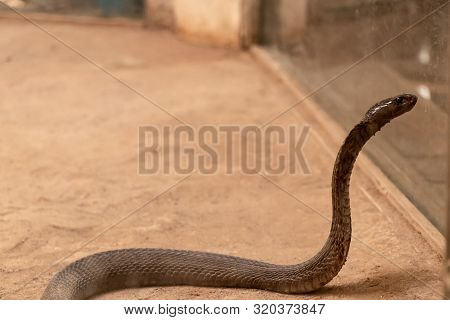 Indian Krait Staring Towards The Mirror Zoo Jungle