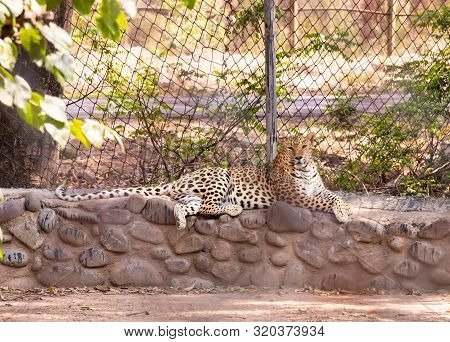Indian Leopard Or Panther Sitting On Cobblestone Surface Peacefully In The Cave At Chhatbir Zoo, Ind
