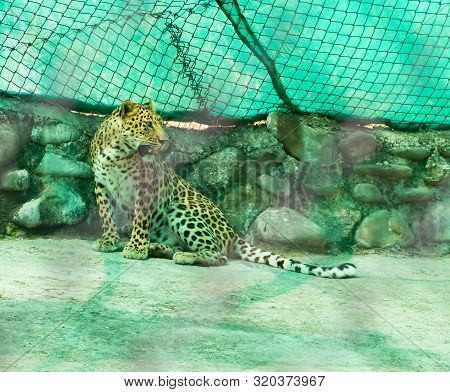 Indian Leopard Or Panthera Pardus Fusca Sitting With Turned Face And Opened Mouth On Concrete Floor 