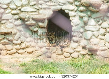 Male Leopard Resting In The Cave At Chhatbir Zoo In The Green Forests Of Chandigarh, India. Indian W