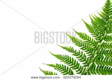 Fern Green Leaf Element On A White Background.