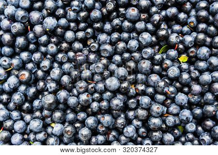 Background From Blueberries, Wild Berry. Healthy Eating Concept.