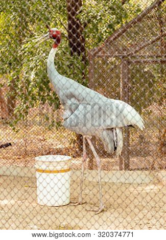 Standing Indian Sarus Crane (antigone Antigone Antigone) In The Cage Of Chhatbir Zoo . Wildlife Bird