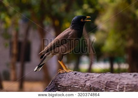 The Common Myna (indian Myna) Or Acridotheres Tristis Standing With The Opened Mouth On The Edge Of 