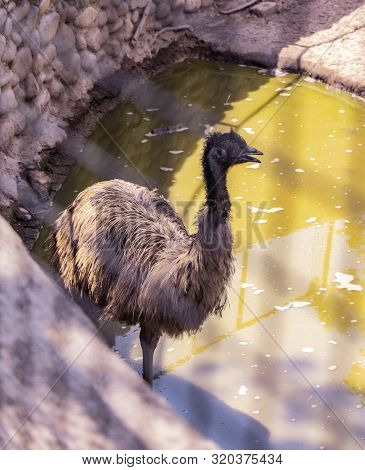 Wildlife Bird- Close View Of Standing Ostrich Near Pond In Chhatbir Zoo, India