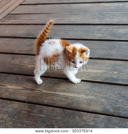 A Small Red-and-white Kitten Stands On Four Legs On The Boards. Home Sweet Pet.