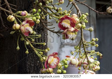 Flower Of Shorea Robusta Or Sala Flora On Cannonball Tree  With Green Bokeh Background Tree Is Rever
