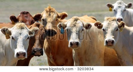 Curious Country Cows