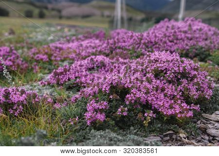 Pink Flowers, Herb Thyme. Landscape Mountain With Hills With Field Of Flavoring Thyme
