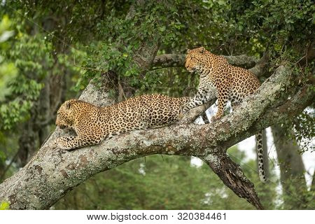 Two Leopards Look Down From Lichen-covered Branch