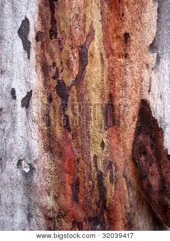 Eukalyptus kůra II