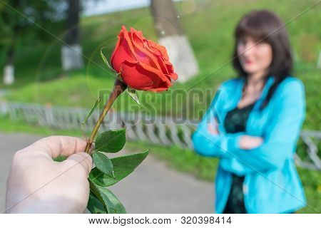 A Man Hand Holds Out A Red Rose As A Sign Of Reconciliation, Apology, Against The Offended Girl
