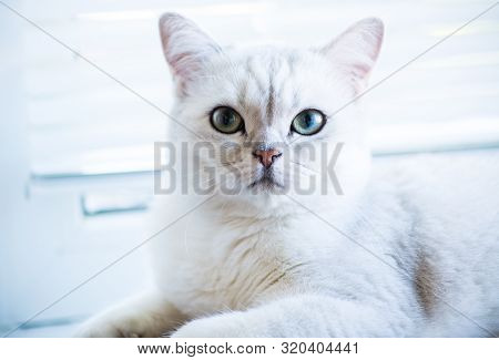 Portrait Of A Cat Of Breed Scottish Chinchilla, Straight-eared